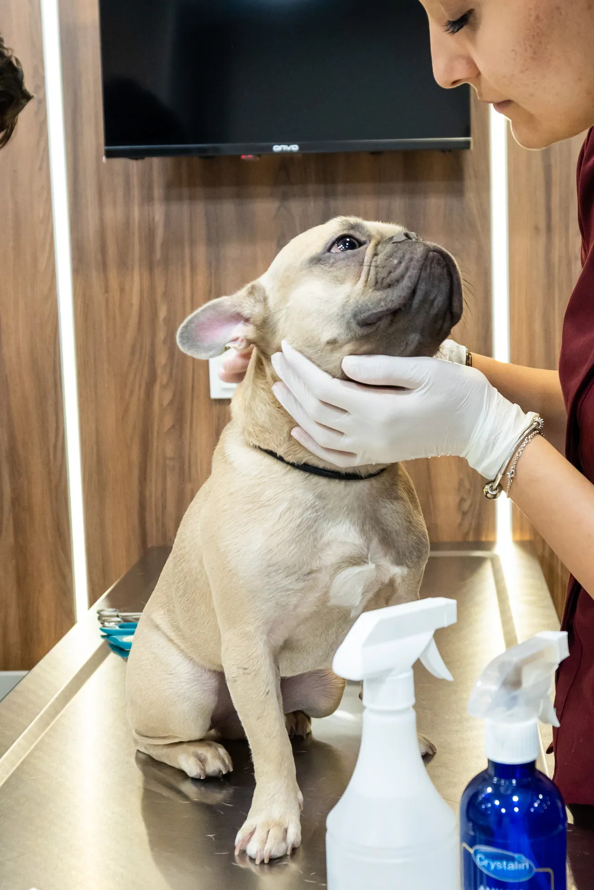 Florya Doğa Veteriner Polikliniği'nde muayene edilen bir köpek