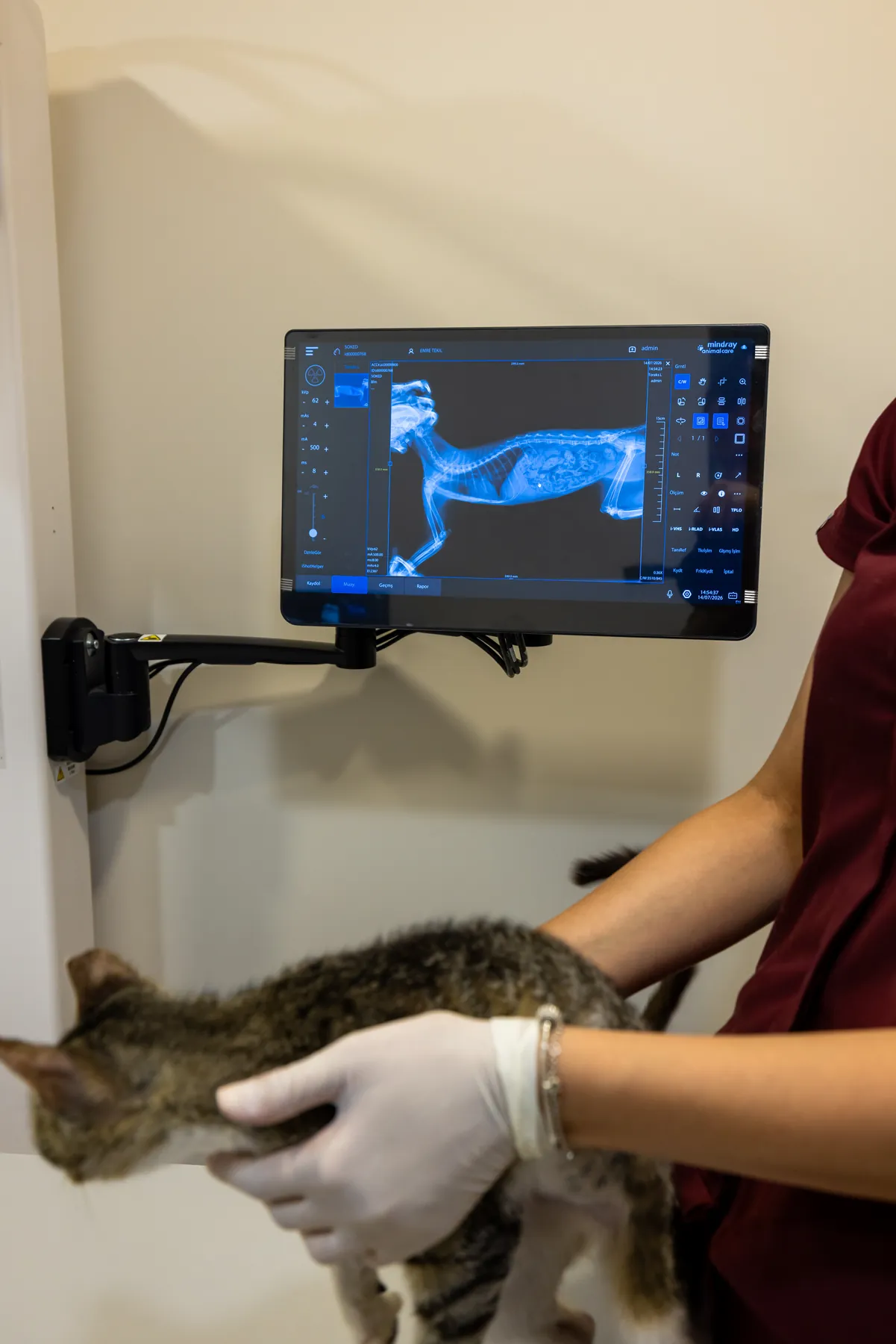 Dijital röntgen ile değerlendirilen bir kedi